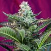 Sweet Seeds Mohan Ram Auto – 3 ks autoflower semena Sweet Seeds neobsahuje THC 3 semena