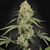 Paradise Seeds Tropical Fruit Cake semena neobsahují THC 5 ks