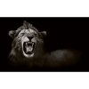 DIMEX | Vliesové fototapety na stenu Divoký lev africký MS-5-0536 | 375 x 250 cm | biela, čierna, hnedá + Vliesová fototapeta na stenu DIMEX Divoký lev africký MS50536 v rozmere 375 x 250 cm