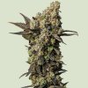 Royal Queen Seeds Astro Lemonade F1 semena neobsahují THC 10 ks