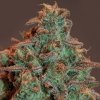 Anesia Seeds - Auto Nova OG 3 ks - semená neobsahujú THC