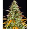 Dutch Passion Auto Glueberry O.G. 0% THC Balenie: 1 ks