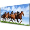 Sklenený obklad Do kuchyne Cválajúci kone na pastvine 100x50 cm