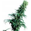 Sensi Seeds Early Pearl neobsahuje THC 10 ks