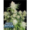 Fast Buds Cannabis Seeds Frostbanger Auto 5 ks