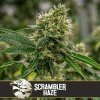 Blimburn Seeds Cannabis Seeds Scrambler Haze Feminized 3 ks