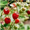 BIO Jahody stáleplodiace Reine des Vallées - Fragaria ananassa - predaj semien - 10 ks