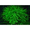 Hortilab Java moss - Vesicularia dubyana jávsky mach