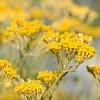 Herbarium Projekt Organická Slamienková voda (helichrysum hydrolát) VONIAVA - 500ml