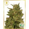 Mr. Hide Seeds - Mr. Californian Pearl regular 15 ks - Semienka neobsahujú THC