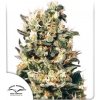 Dutch Passion - Euforia regular 10 ks - semená neobsahujú THC