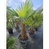 Trachycarpus fortunei v celkovej výške 190 cm s výškou kmeňa 77 cm
