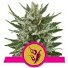 Royal Queen seeds Speedy Chile Fast Version neobsahují THC 10 ks