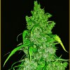 Anaconda Seeds Anaconda Automatic semena neobsahují THC 1 ks