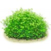 Hydrocotyle tripartita Japan mini