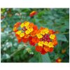 Lantana menlivá - Lantana camara - semiačka - 10 ks