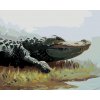 ZUTY Maľovanie podľa čísel - ALIGÁTOR LEŽIACI V TRÁVE PRI VODE (D. RUSTY RUST) Rámovanie: vypnuté plátno na rám, Rozmer: 40x50 cm