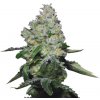Growers Choice - Tropical Cookies 5 ks - Semená neobsahujú THC