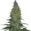 Serious Seeds Serious Happiness semena neobsahují THC 3 ks