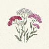 Jora Dahl Achillea millefolium 