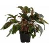 Cryptocoryne wendtii 'Tropica' XL