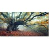 Foto obraz akrylový Starý strom 100x50 cm