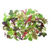 Microgreens, semínka na klíčky - Směs jemná 20g