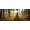 Obraz na plátne CAN 50120 les 120x50 cm