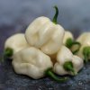 Chilli Bhut Jolokia biele - Capsicum Chinense - semená chilli - 5 ks