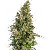 Sensi Seeds Afghani #1 Automatic semena neobsahují THC 5 ks