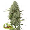 Seedstockers BCN CRITICAL XXL AUTO Balenie: 3 ks