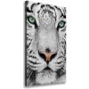 Vertikálny foto obraz canvas Biely tiger 50x100 cm