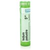 Ledum Palustre gra.1 x 4 g 5CH