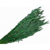 Sušený aranžérsky ovos - klasy 150g - tmavozelené