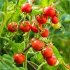 Paradajka Crokini F1 PhR - Solanum lycopersicum - semená paradajok - 7 ks