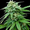 Spliff Seeds - Spliff Cheese Automatic 3 ks - Semená neobsahujú THC