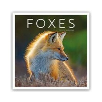 Foxes Füchse 2024