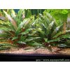 Cryptocoryne becketii