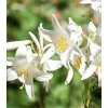 Ľalia biela liečivá - Lilium candidum - cibuľoviny - 1 ks