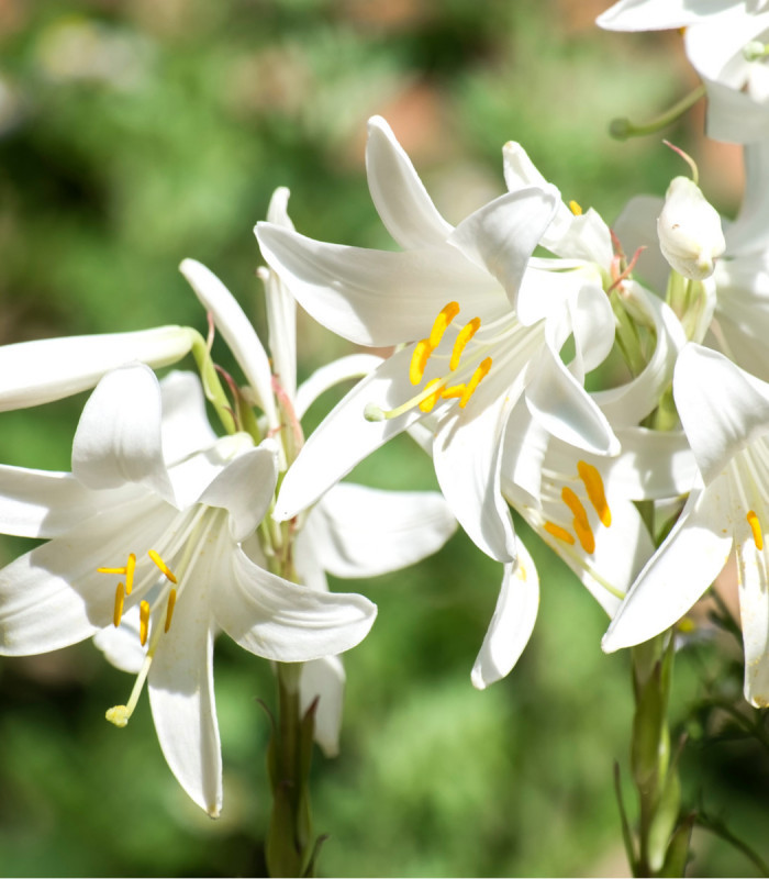 Ľalia biela liečivá - Lilium candidum - cibuľoviny - 1 ks