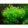 Micranthemum micranthemoides