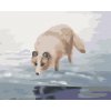Zuty – Maľovanie Podľa Čísel – Polárna Líška U Vody (D. Rusty Rust), 80 × 100 cm, Plátno + Rám 8596530170990