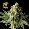 Seedsman - Badazz OG Cheese 3 ks - Semená neobsahujú THC