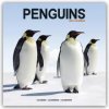 Penguins Calendar 2024 Square Animal Wall Calendar - 16 Month (Kalendár)