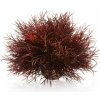 biOrb Plastová rastlina - Sea Lilies karmínová 11cm