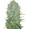 Fastbuds - Original Auto Northern Lights 10 ks - Semená neobsahujú THC
