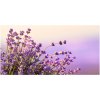 Foto obraz sklo tvrzené levanduľa 100x50 cm