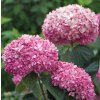 Hortenzia stromčekovitá - Hydrangea arborescens 'Pink Annabelle'