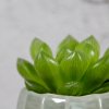 Haworthia Cooperi baby