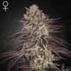 Green House Seed - Biscotti Auto 10 ks - Semená neobsahujú THC.